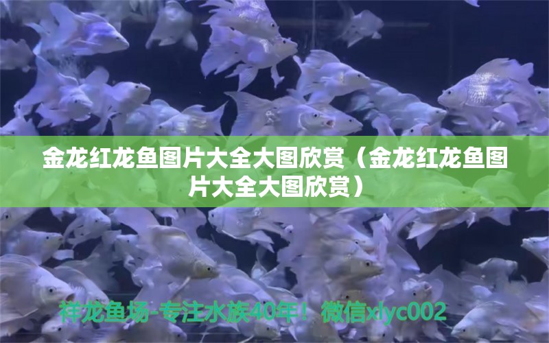 金龍紅龍魚(yú)圖片大全大圖欣賞（金龍紅龍魚(yú)圖片大全大圖欣賞） 南美異形觀賞魚(yú)