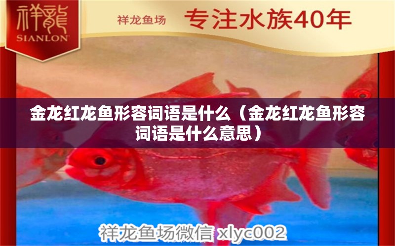 金龍紅龍魚形容詞語是什么（金龍紅龍魚形容詞語是什么意思） 廣州水族批發(fā)市場