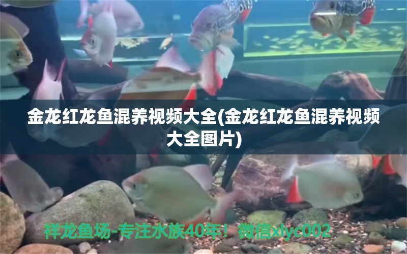 金龍紅龍魚混養(yǎng)視頻大全(金龍紅龍魚混養(yǎng)視頻大全圖片) 金龍福龍魚