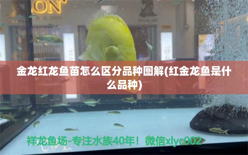 金龍紅龍魚苗怎么區(qū)分品種圖解(紅金龍魚是什么品種) 過背金龍魚