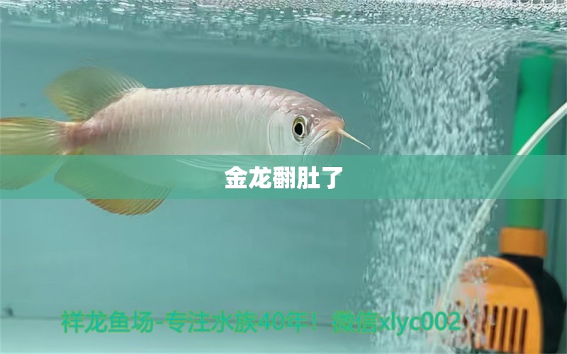 金龍翻肚了 廣州龍魚批發(fā)市場 第3張