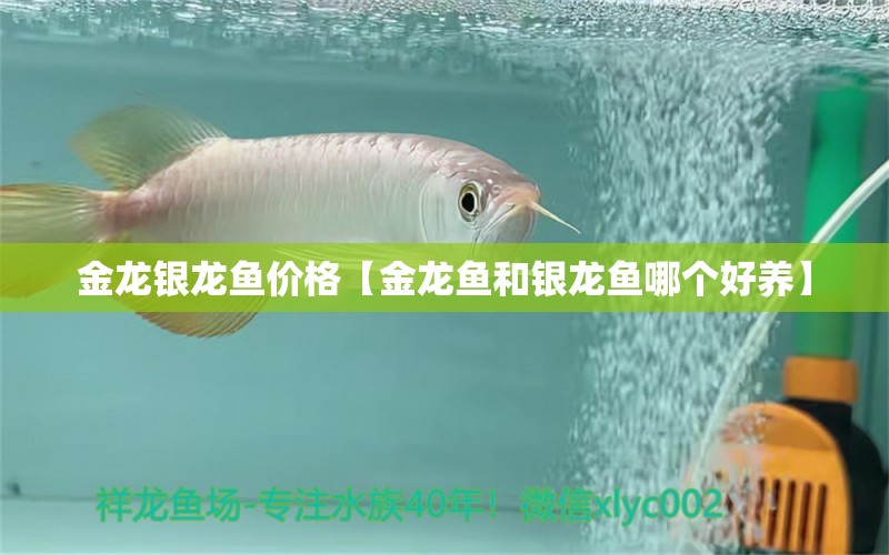 金龍銀龍魚(yú)價(jià)格【金龍魚(yú)和銀龍魚(yú)哪個(gè)好養(yǎng)】