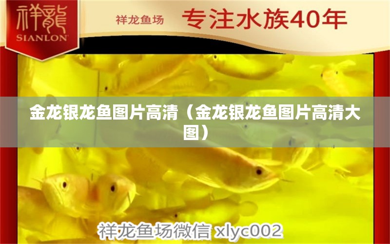 金龍銀龍魚圖片高清（金龍銀龍魚圖片高清大圖） 白子銀龍魚苗