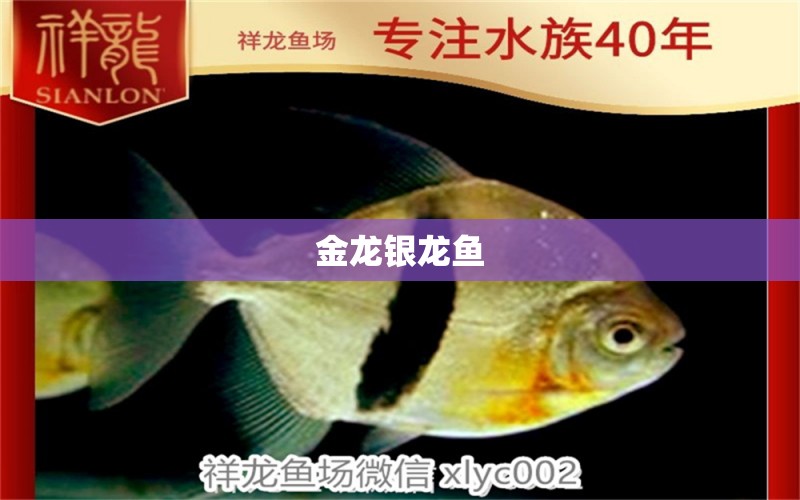 金龍銀龍魚