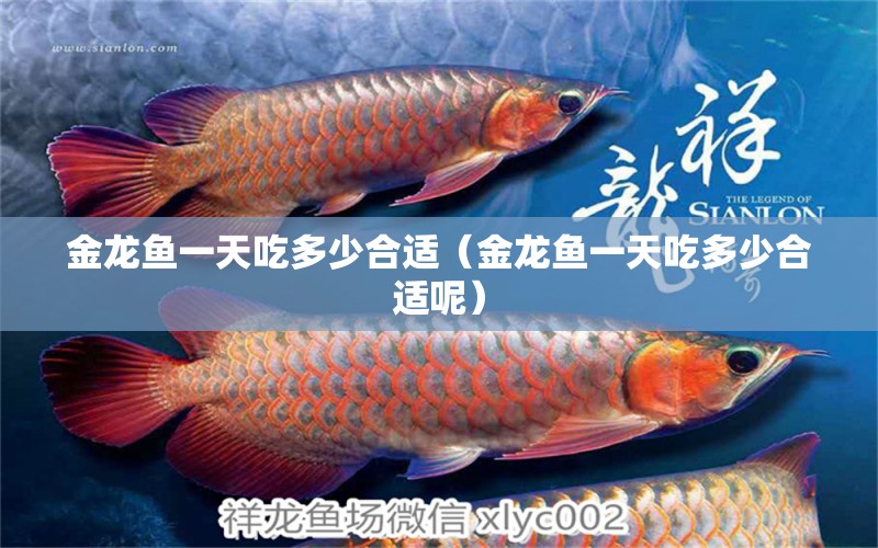 金龍魚一天吃多少合適（金龍魚一天吃多少合適呢）