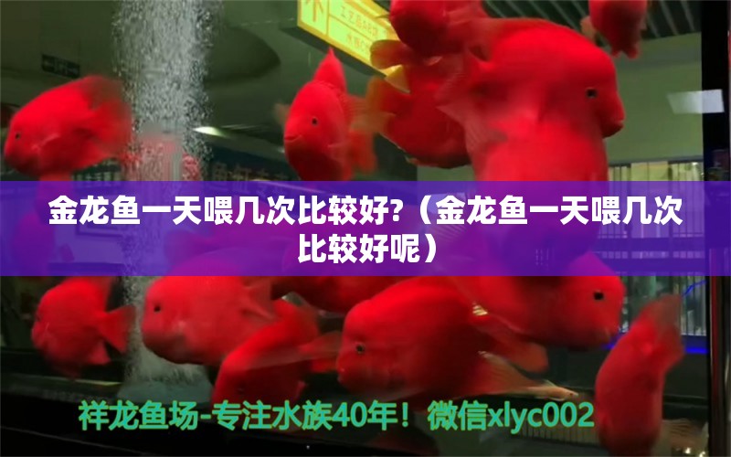 金龍魚一天喂幾次比較好?（金龍魚一天喂幾次比較好呢） 廣州龍魚批發(fā)市場