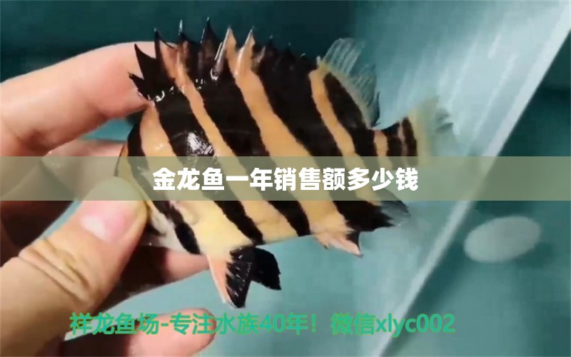 金龍魚一年銷售額多少錢 祥龍魚場