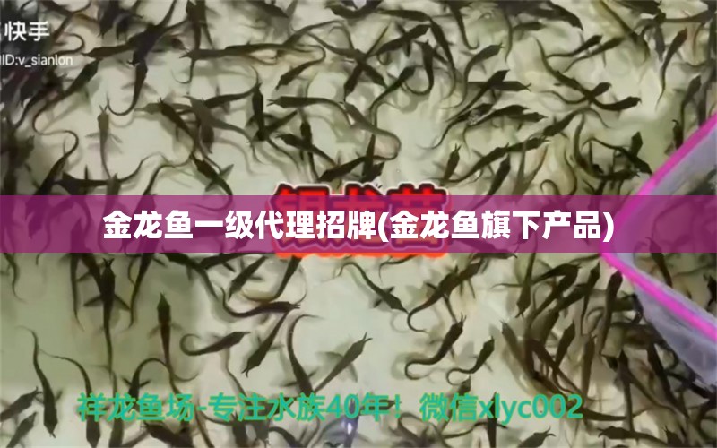 金龍魚一級代理招牌(金龍魚旗下產品) 祥龍進口元寶鳳凰魚