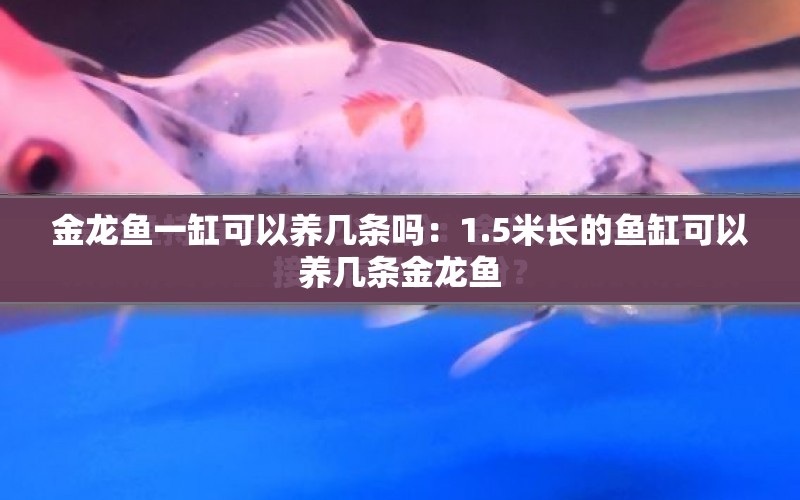 金龍魚一缸可以養(yǎng)幾條嗎：1.5米長的魚缸可以養(yǎng)幾條金龍魚 水族問答 第1張