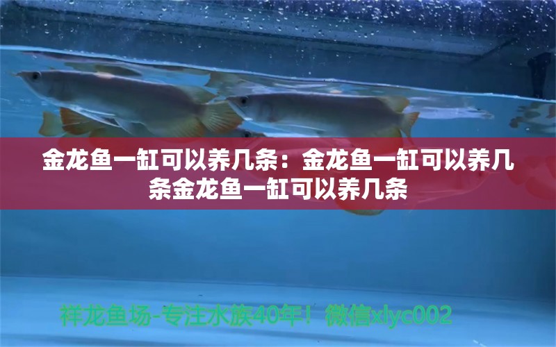 金龍魚一缸可以養(yǎng)幾條：金龍魚一缸可以養(yǎng)幾條金龍魚一缸可以養(yǎng)幾條 龍魚百科 第2張