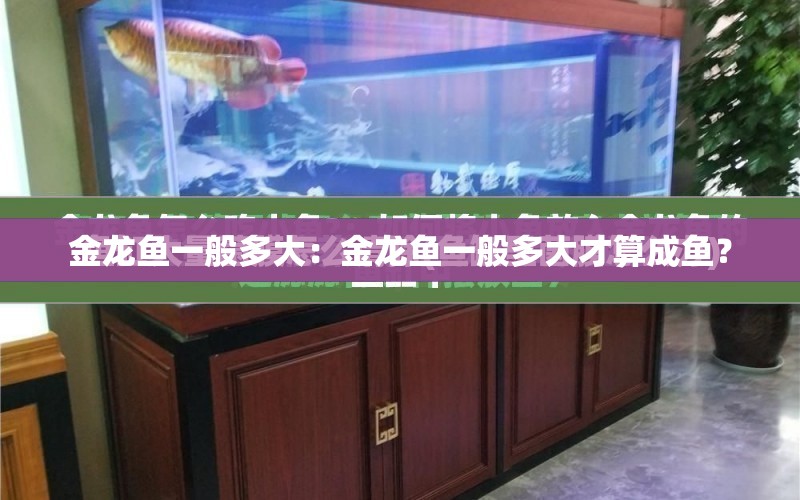 金龍魚一般多大：金龍魚一般多大才算成魚？ 水族問答 第2張