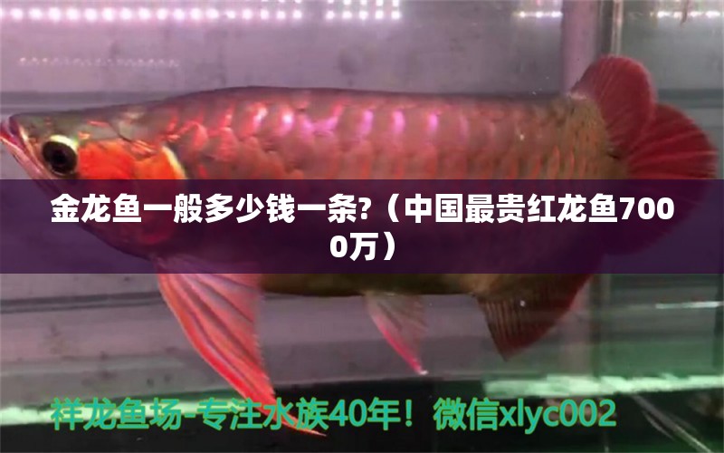 金龍魚一般多少錢一條?（中國最貴紅龍魚7000萬）