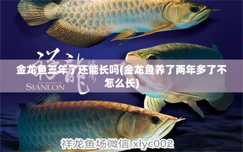 金龍魚三年了還能長嗎(金龍魚養(yǎng)了兩年多了不怎么長) 紅白錦鯉魚