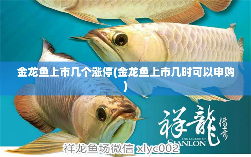 金龍魚上市幾個(gè)漲停(金龍魚上市幾時(shí)可以申購(gòu))