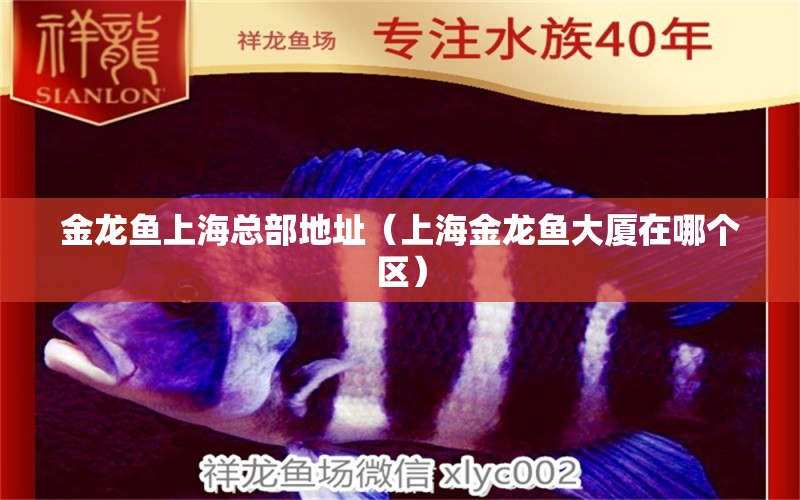 金龍魚(yú)上?？偛康刂罚ㄉ虾＝瘕堲~(yú)大廈在哪個(gè)區(qū)）