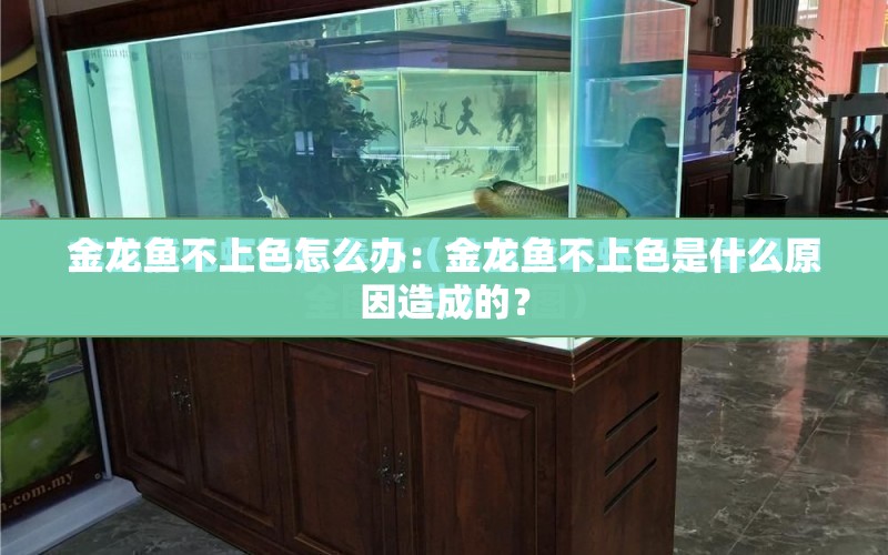 金龍魚不上色怎么辦：金龍魚不上色是什么原因造成的？ 水族問答 第1張