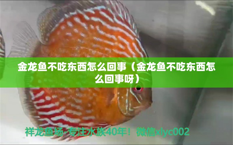 金龍魚不吃東西怎么回事（金龍魚不吃東西怎么回事呀）