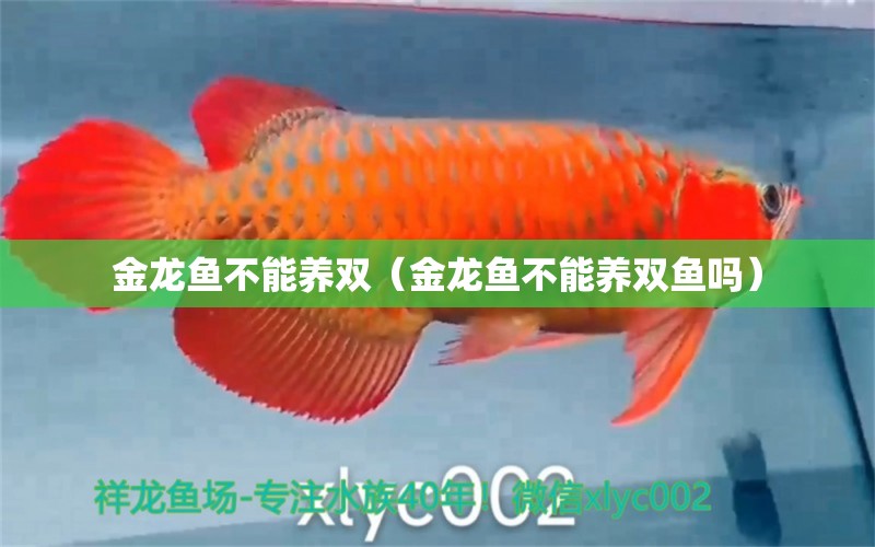 金龍魚不能養(yǎng)雙（金龍魚不能養(yǎng)雙魚嗎） 觀賞魚市場（混養(yǎng)魚）