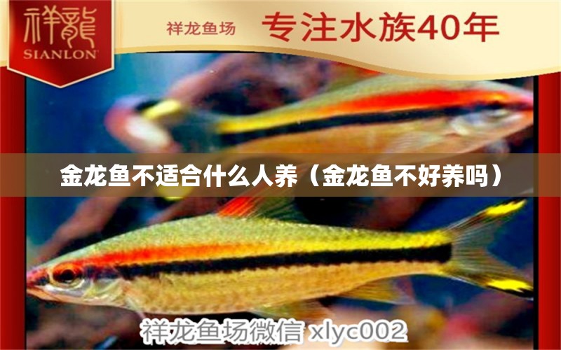 金龍魚不適合什么人養(yǎng)（金龍魚不好養(yǎng)嗎）