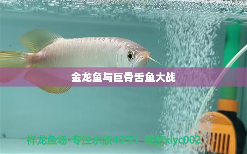 金龍魚與巨骨舌魚大戰(zhàn) 龍魚百科 第2張