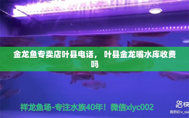 金龍魚專賣店葉縣電話， 葉縣金龍嘴水庫收費(fèi)嗎 量子養(yǎng)魚技術(shù)