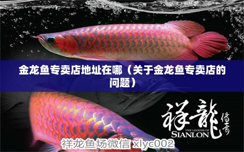 金龍魚專賣店地址在哪（關(guān)于金龍魚專賣店的問題） 水族問答 第2張