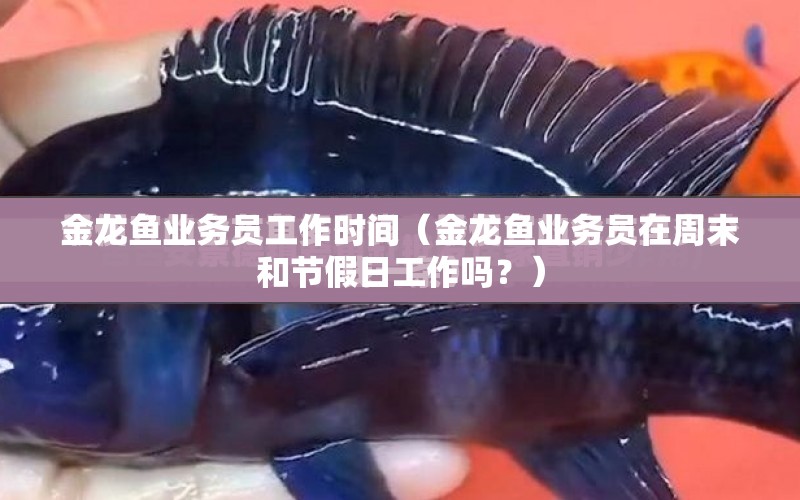 金龍魚(yú)業(yè)務(wù)員工作時(shí)間（金龍魚(yú)業(yè)務(wù)員在周末和節(jié)假日工作嗎？） 水族問(wèn)答 第1張