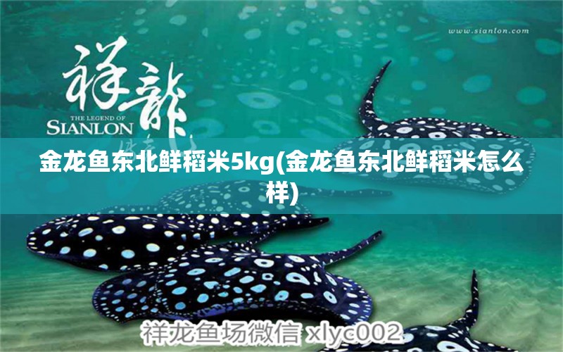 金龍魚東北鮮稻米5kg(金龍魚東北鮮稻米怎么樣)