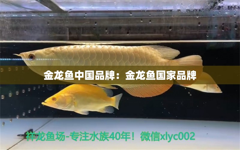 金龍魚中國品牌：金龍魚國家品牌 廣州龍魚批發(fā)市場