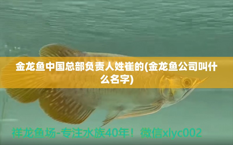 金龍魚中國總部負(fù)責(zé)人姓崔的(金龍魚公司叫什么名字) 紅白錦鯉魚