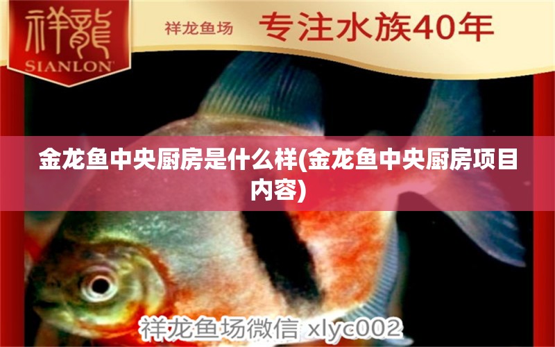 金龍魚中央廚房是什么樣(金龍魚中央廚房項(xiàng)目內(nèi)容) B級(jí)過背金龍魚