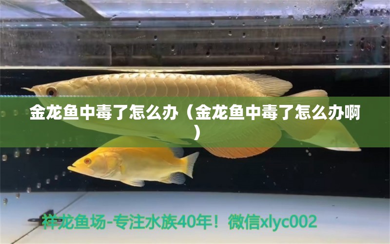 金龍魚中毒了怎么辦（金龍魚中毒了怎么辦啊） 祥龍水族醫(yī)院