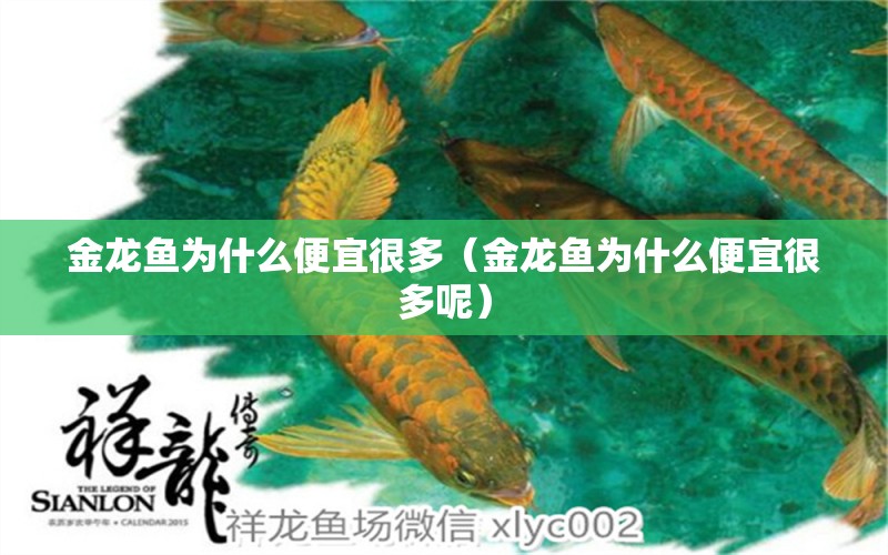 金龍魚為什么便宜很多（金龍魚為什么便宜很多呢）