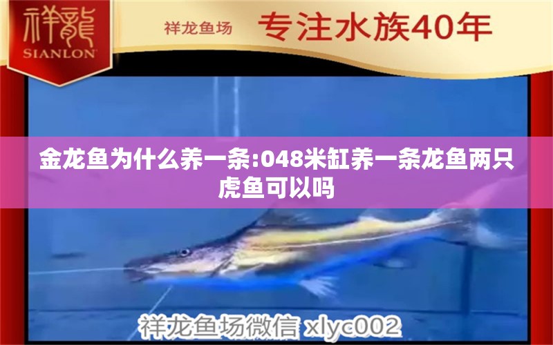 金龍魚為什么養(yǎng)一條:048米缸養(yǎng)一條龍魚兩只虎魚可以嗎