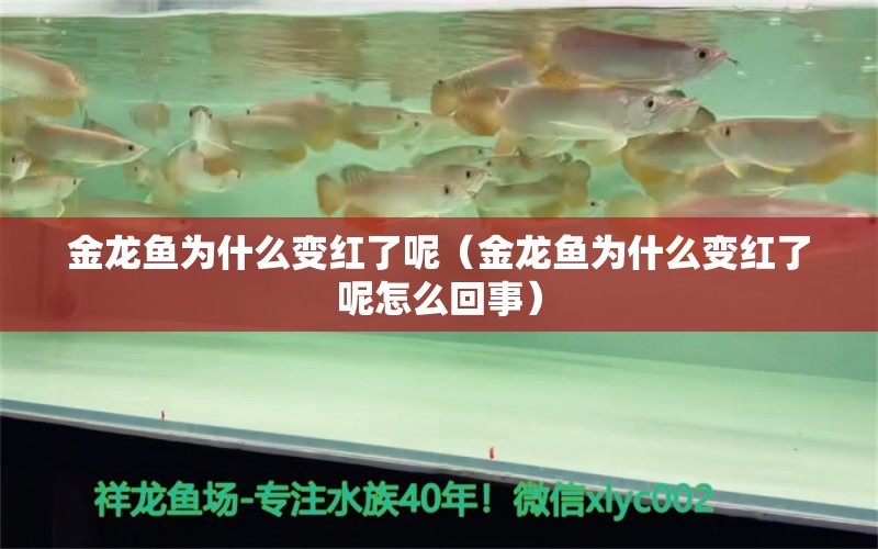 金龍魚為什么變紅了呢（金龍魚為什么變紅了呢怎么回事）