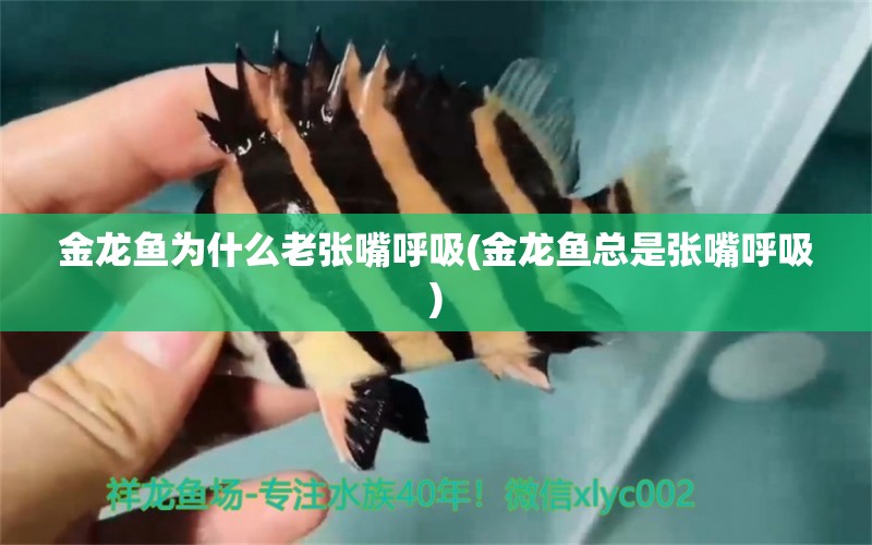 金龍魚為什么老張嘴呼吸(金龍魚總是張嘴呼吸) 祥龍龍魚魚糧