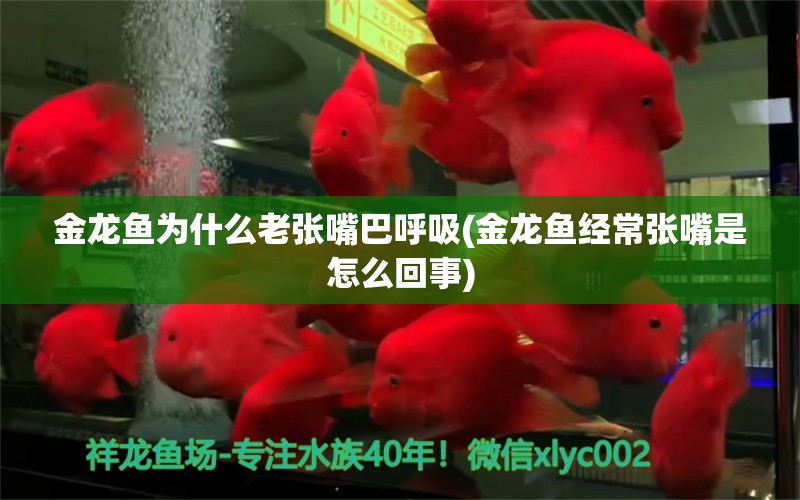 金龍魚為什么老張嘴巴呼吸(金龍魚經(jīng)常張嘴是怎么回事) 大白鯊魚苗