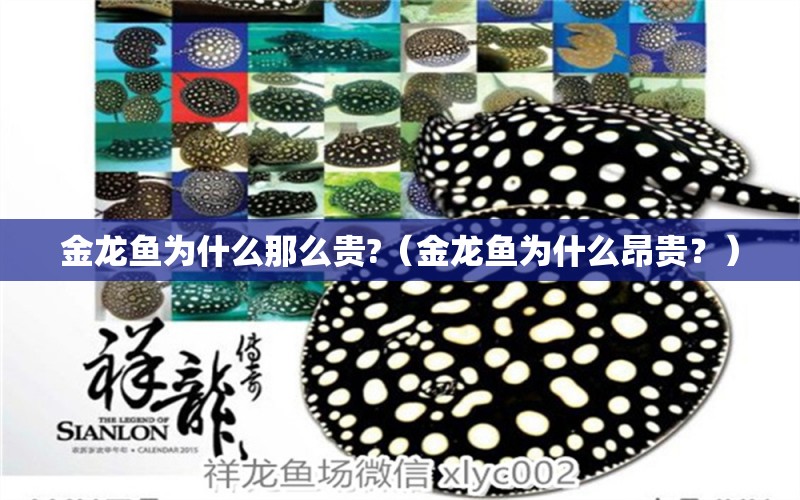 金龍魚為什么那么貴?（金龍魚為什么昂貴？） 水族問答 第2張