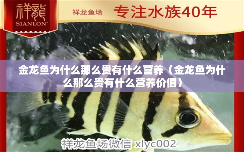 金龍魚(yú)為什么那么貴有什么營(yíng)養(yǎng)（金龍魚(yú)為什么那么貴有什么營(yíng)養(yǎng)價(jià)值）