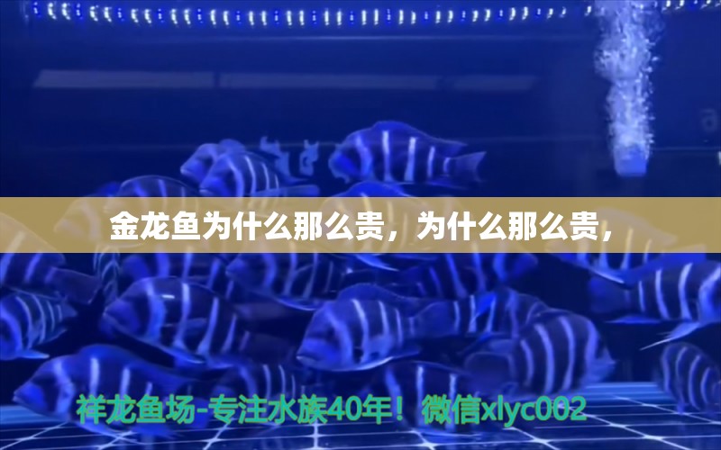 金龍魚為什么那么貴，為什么那么貴， 鸚鵡魚 第1張