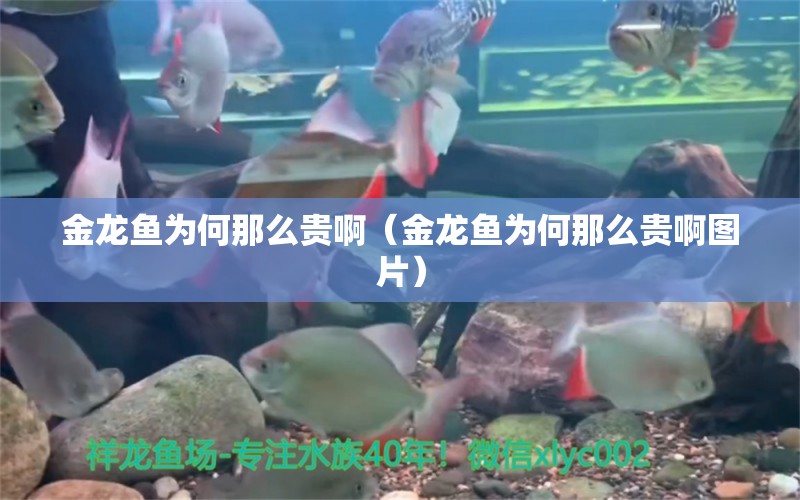 金龍魚為何那么貴啊（金龍魚為何那么貴啊圖片） 祥龍水族醫(yī)院