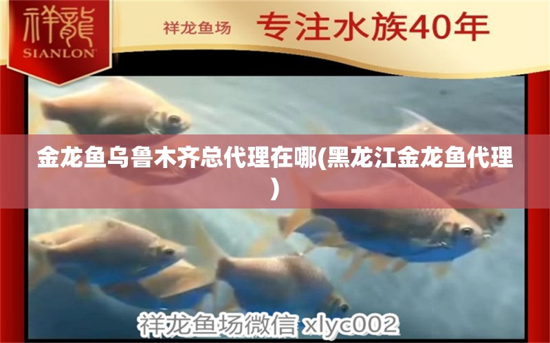 金龍魚烏魯木齊總代理在哪(黑龍江金龍魚代理) 帝王迷宮魚