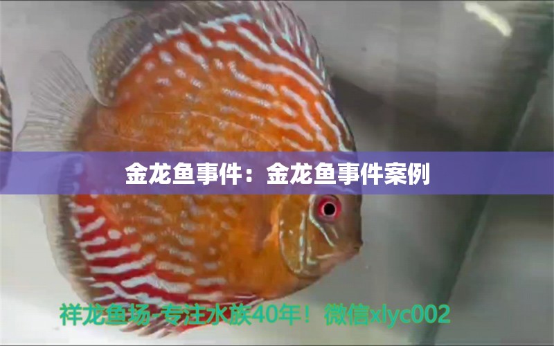 金龍魚事件：金龍魚事件案例