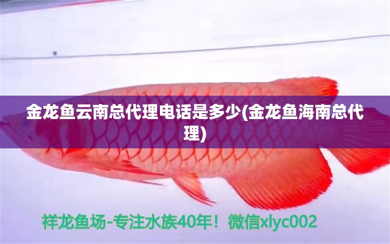 金龍魚云南總代理電話是多少(金龍魚海南總代理) 銀龍魚苗