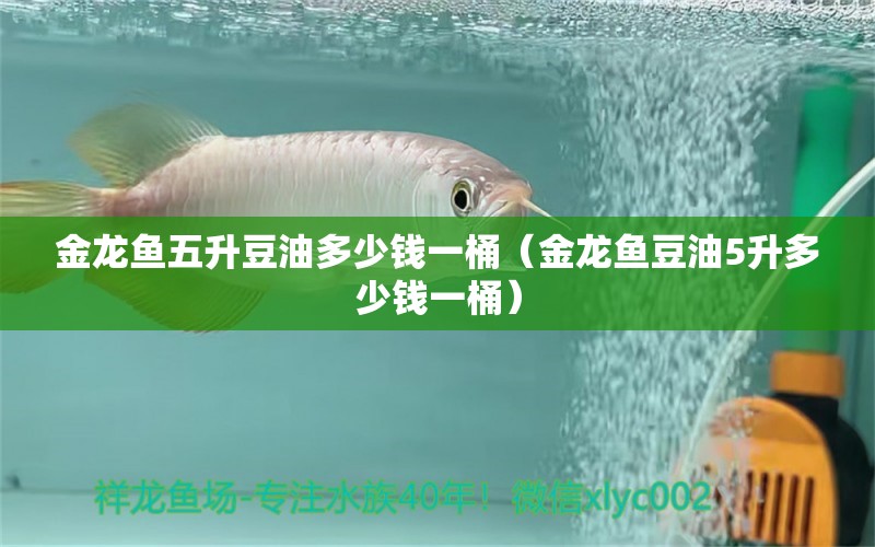 金龍魚五升豆油多少錢一桶（金龍魚豆油5升多少錢一桶） 祥龍水族醫(yī)院