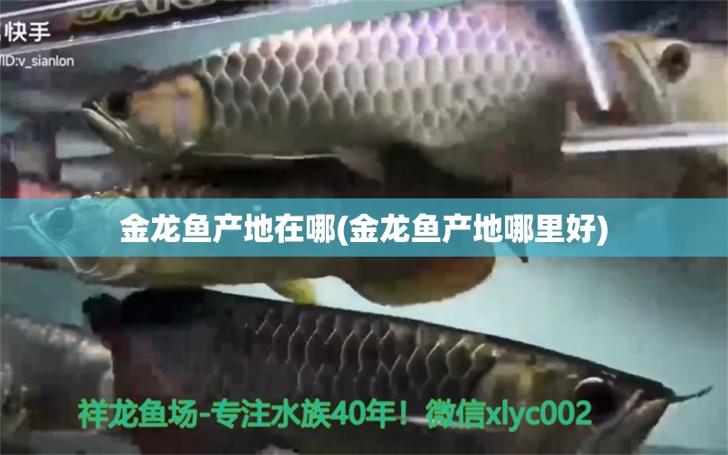 金龍魚產(chǎn)地在哪(金龍魚產(chǎn)地哪里好) 金頭過背金龍魚