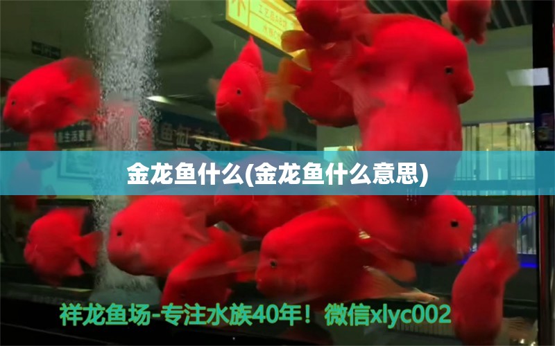 金龍魚什么(金龍魚什么意思) 狗仔（招財(cái)貓)魚苗