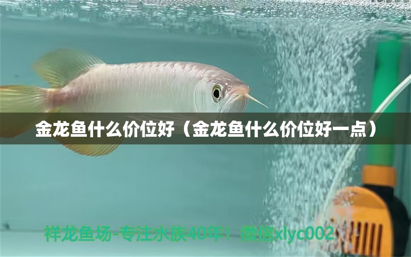 金龍魚什么價位好（金龍魚什么價位好一點） 祥龍魚場