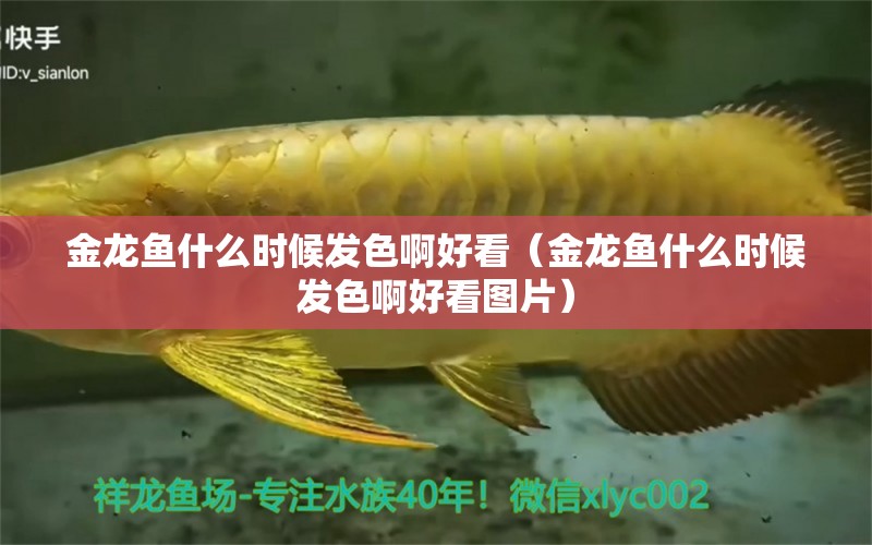 金龍魚什么時候發(fā)色啊好看（金龍魚什么時候發(fā)色啊好看圖片） 朱巴利魚苗