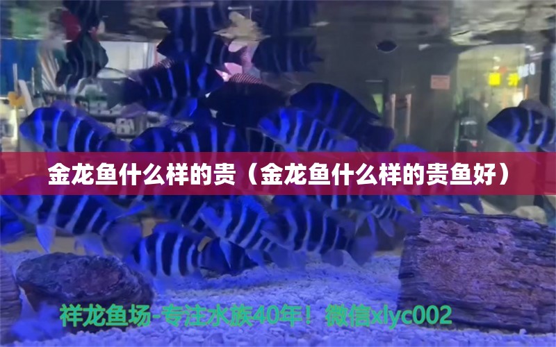 金龍魚什么樣的貴（金龍魚什么樣的貴魚好）